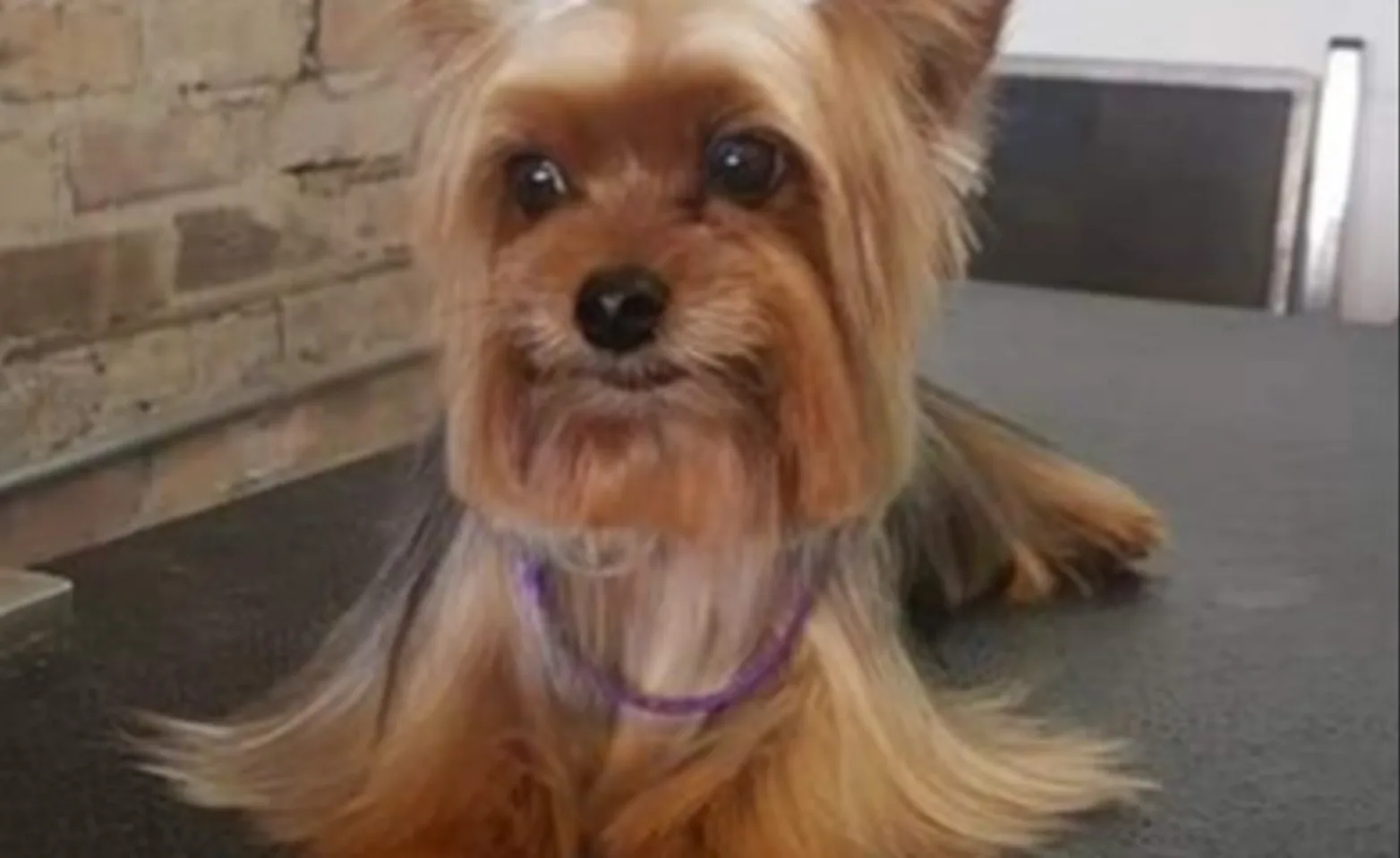 Long haired small dog on a table with a fresh, beautiful groom